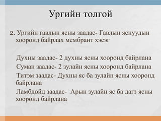 Ургийн толгой
2. Ургийн гавлын ясны заадас- Гавлын яснуудын
хооронд байрлах мембрант хэсэг
Духны заадас- 2 духны ясны хооронд байрлана
Суман заадас- 2 зулайн ясны хооронд байрлана
Титэм заадас- Духны яс ба зулайн ясны хооронд
байрлана
Ламбдойд заадас- Арын зулайн яс ба дагз ясны
хооронд байрлана

 