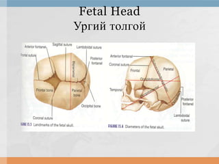 Fetal Head
Ургий толгой

 