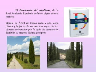El Diccionario del estudiante, de la
Real Academia Española, define el ciprés de esta
manera:
ciprés. m. Árbol de tronco recto y alto, copa
cónica y hojas verde oscuro. Las copas de los
cipreses sobresalían por la tapia del cementerio.
También su madera. Tarima de ciprés.
 