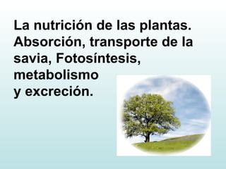 La nutrición de las plantas. Absorción, transporte de la savia, Fotosíntesis, metabolismo  y excreción.   