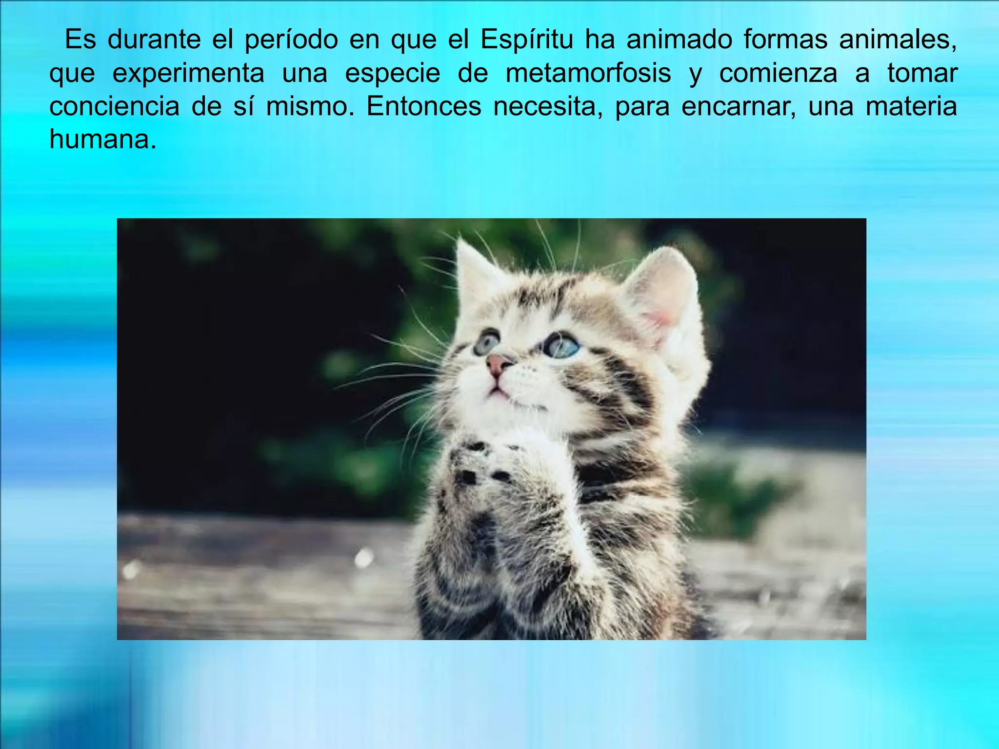 Es durante el período en que el Espíritu ha animado formas animales,
que experimenta una especie de metamorfosis y comienza a tomar
conciencia de sí mismo. Entonces necesita, para encarnar, una materia
humana.
 