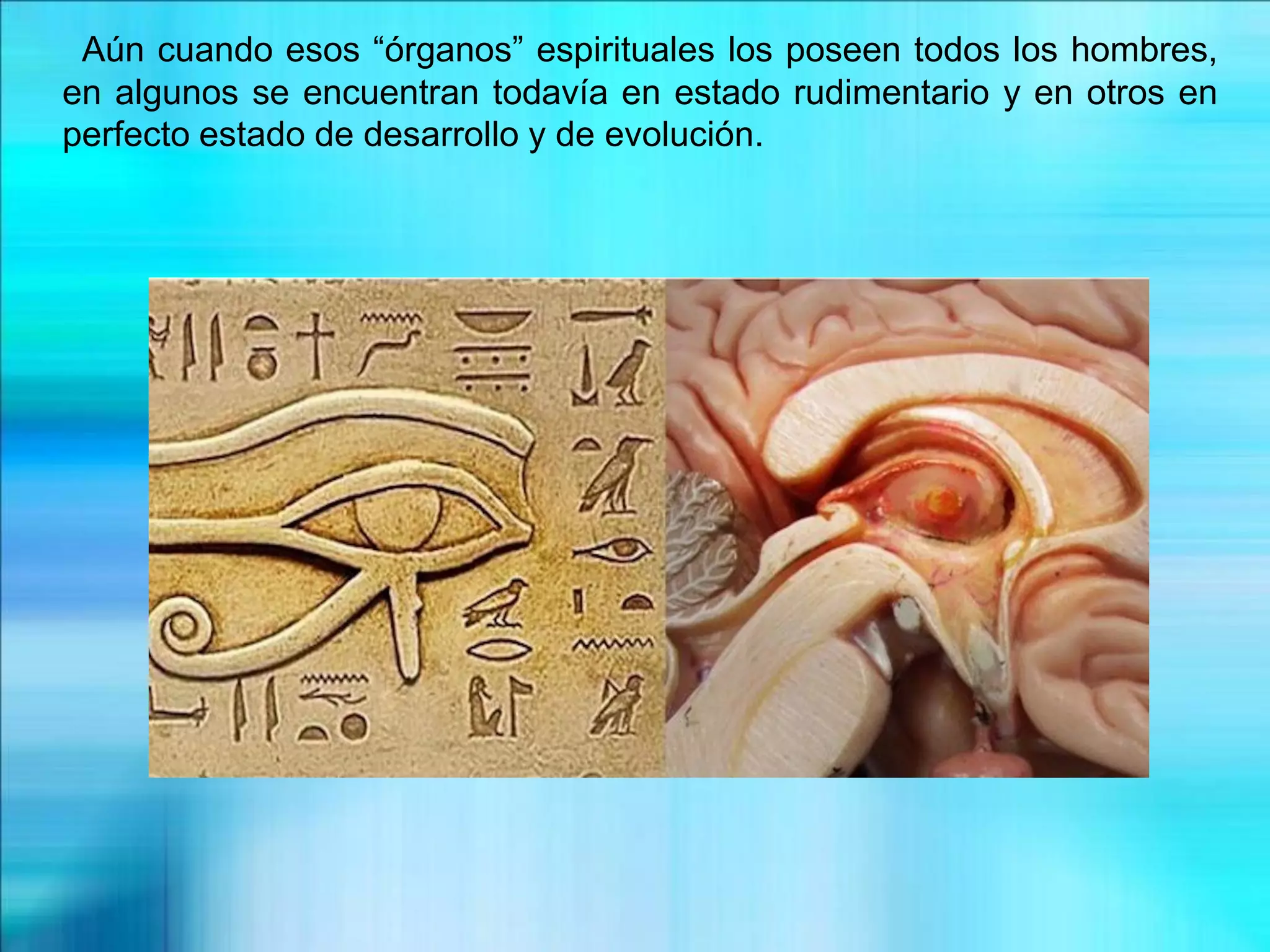 Aún cuando esos “órganos” espirituales los poseen todos los hombres,
en algunos se encuentran todavía en estado rudimentario y en otros en
perfecto estado de desarrollo y de evolución.
 