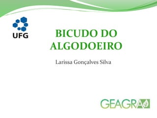 BICUDO DO 
ALGODOEIRO 
Larissa Gonçalves Silva 
 