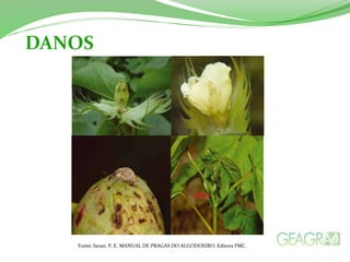 DANOS 
Fonte: Saran. P, E. MANUAL DE PRAGAS DO ALGODOEIRO, Editora FMC. 
 