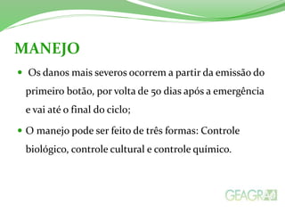 MANEJO 
 Os danos mais severos ocorrem a partir da emissão do 
primeiro botão, por volta de 50 dias após a emergência 
e vai até o final do ciclo; 
 O manejo pode ser feito de três formas: Controle 
biológico, controle cultural e controle químico. 
 