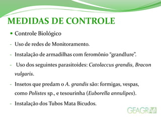 MEDIDAS DE CONTROLE 
 Controle Biológico 
- Uso de redes de Monitoramento. 
- Instalação de armadilhas com feromônio “grandlure”. 
- Uso dos seguintes parasitoides: Catolaccus grandis, Bracon 
vulgaris. 
- Insetos que predam o A. grandis são: formigas, vespas, 
como Polistes sp., e tesourinha (Euborella annulipes). 
- Instalação dos Tubos Mata Bicudos. 
 