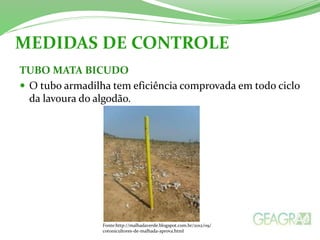 MEDIDAS DE CONTROLE 
TUBO MATA BICUDO 
 O tubo armadilha tem eficiência comprovada em todo ciclo 
da lavoura do algodão. 
Fonte:http://malhadaverde.blogspot.com.br/2012/09/ 
cotonicultores-de-malhada-aprova.html 
 