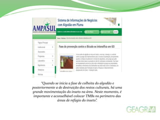 “Quando se inicia a fase de colheita do algodão e 
posteriormente a de destruição dos restos culturais, há uma 
grande movimentação do inseto na área. Neste momento, é 
importante e aconselhável colocar TMBs no perímetro das 
áreas de refúgio do inseto”. 
 