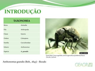 INTRODUÇÃO 
TAXONOMIA 
Reino Animalia 
Filo Arthropoda 
Classe Insecta 
Ordem Coleoptera 
Família Curculionidae 
Gênero Anthonomus 
Espécie A. grandis 
Fonte:http://www.agrolink.com.br/agricultura/problemas/busca 
/bicudo_29.html 
Anthonomus grandis (Boh., 1843) - Bicudo 
 