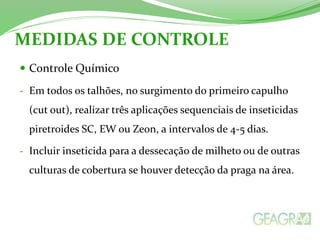 MEDIDAS DE CONTROLE 
 Controle Químico 
- Em todos os talhões, no surgimento do primeiro capulho 
(cut out), realizar três aplicações sequenciais de inseticidas 
piretroides SC, EW ou Zeon, a intervalos de 4-5 dias. 
- Incluir inseticida para a dessecação de milheto ou de outras 
culturas de cobertura se houver detecção da praga na área. 
 