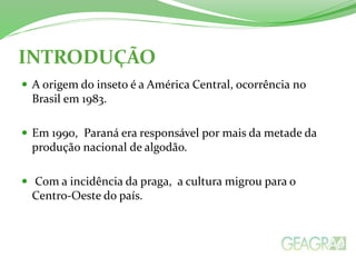 INTRODUÇÃO 
 A origem do inseto é a América Central, ocorrência no 
Brasil em 1983. 
 Em 1990, Paraná era responsável por mais da metade da 
produção nacional de algodão. 
 Com a incidência da praga, a cultura migrou para o 
Centro-Oeste do país. 
 