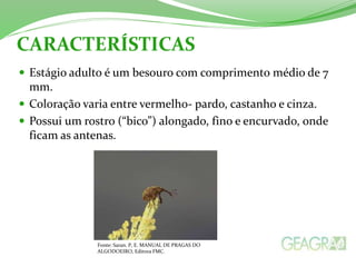 CARACTERÍSTICAS 
 Estágio adulto é um besouro com comprimento médio de 7 
mm. 
 Coloração varia entre vermelho- pardo, castanho e cinza. 
 Possui um rostro (“bico”) alongado, fino e encurvado, onde 
ficam as antenas. 
Fonte: Saran. P, E. MANUAL DE PRAGAS DO 
ALGODOEIRO, Editora FMC. 
 