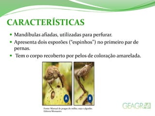 CARACTERÍSTICAS 
 Mandíbulas afiadas, utilizadas para perfurar. 
 Apresenta dois esporões (“espinhos”) no primeiro par de 
pernas. 
 Tem o corpo recoberto por pelos de coloração amarelada. 
Fonte: Manual de pragas do milho, soja e algodão. 
Editora Monsanto. 
 