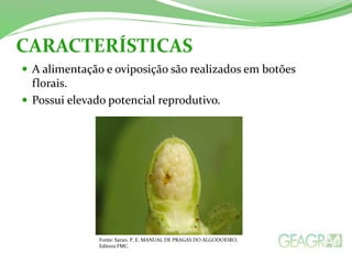CARACTERÍSTICAS 
 A alimentação e oviposição são realizados em botões 
florais. 
 Possui elevado potencial reprodutivo. 
Fonte: Saran. P, E. MANUAL DE PRAGAS DO ALGODOEIRO, 
Editora FMC. 
 