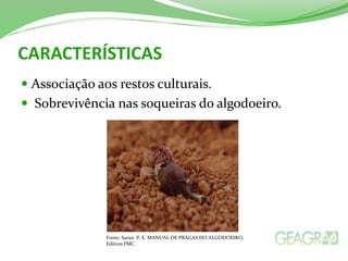 CARACTERÍSTICAS 
 Associação aos restos culturais. 
 Sobrevivência nas soqueiras do algodoeiro. 
Fonte: Saran. P, E. MANUAL DE PRAGAS DO ALGODOEIRO, 
Editora FMC. 
 