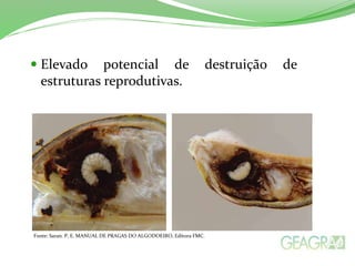  Elevado potencial de destruição de 
estruturas reprodutivas. 
Fonte: Saran. P, E. MANUAL DE PRAGAS DO ALGODOEIRO, Editora FMC. 
 