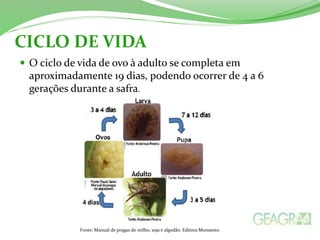 CICLO DE VIDA 
 O ciclo de vida de ovo à adulto se completa em 
aproximadamente 19 dias, podendo ocorrer de 4 a 6 
gerações durante a safra. 
Fonte: Manual de pragas do milho, soja e algodão. Editora Monsanto. 
 