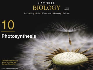 CAMPBELL 
BIOLOGY 
Reece • Urry • Cain •Wasserman • Minorsky • Jackson 
© 2014 Pearson Education, Inc. 
TENTH 
EDITION 
10 
Photosynthesis 
Lecture Presentation by 
Nicole Tunbridge and 
Kathleen Fitzpatrick 
 
