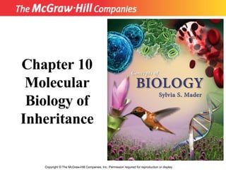 Copyright  ©  The McGraw-Hill Companies, Inc. Permission required for reproduction or display. Chapter 10 Molecular Biology of Inheritance 