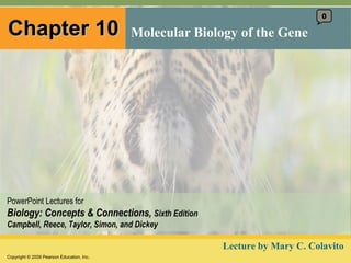 Chapter 10 Molecular Biology of the Gene 0 Lecture by Mary C. Colavito 