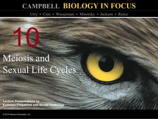 CAMPBELL BIOLOGY IN FOCUS
© 2014 Pearson Education, Inc.
Urry • Cain • Wasserman • Minorsky • Jackson • Reece
Lecture Presentations by
Kathleen Fitzpatrick and Nicole Tunbridge
10
Meiosis and
Sexual Life Cycles
 