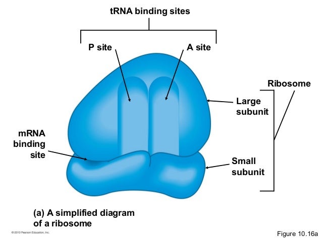 Ribosomes Principles Of Biology Biology 211 212 And 213