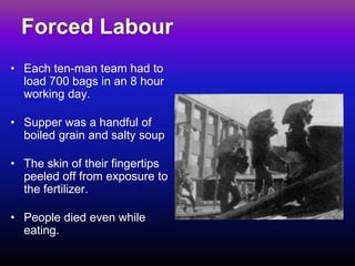 Forced Labour 
•Each ten-man team had to load 700 bags in an 8 hour working day. 
•Supper was a handful of boiled grain an...