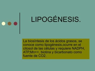 LIPOGÉNESIS.

La biosíntesis de los ácidos grasos, se
conoce como lipogénesis,ocurre en el
citosol de las células y requiere NADPH,
ATP,Mn++, biotina y bicarbonato como
fuente de CO2.
 
