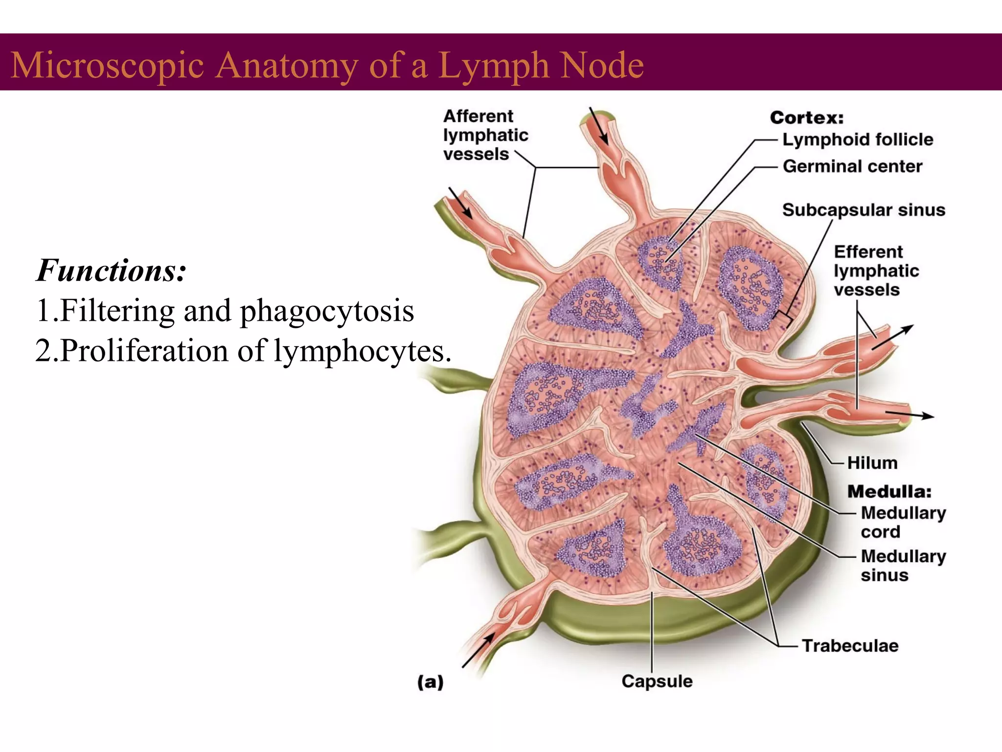 Microscopic Anatomy of a Lymph Node
Functions:
1.Filtering and phagocytosis
2.Proliferation of lymphocytes.
 
