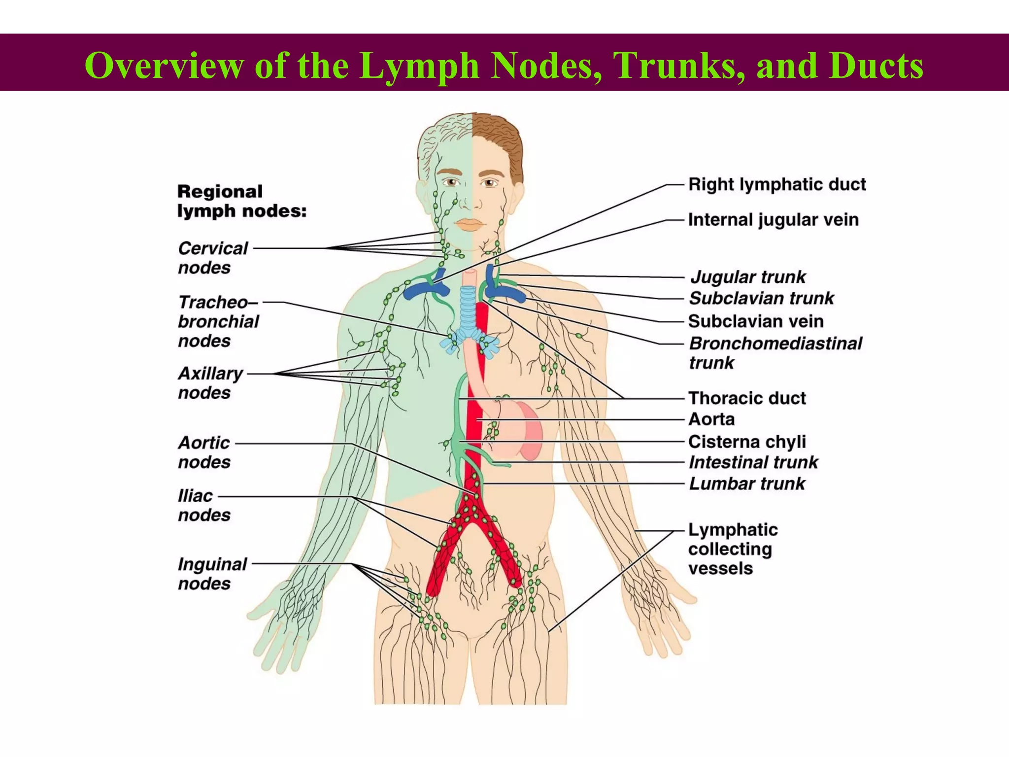 Overview of the Lymph Nodes, Trunks, and Ducts
 