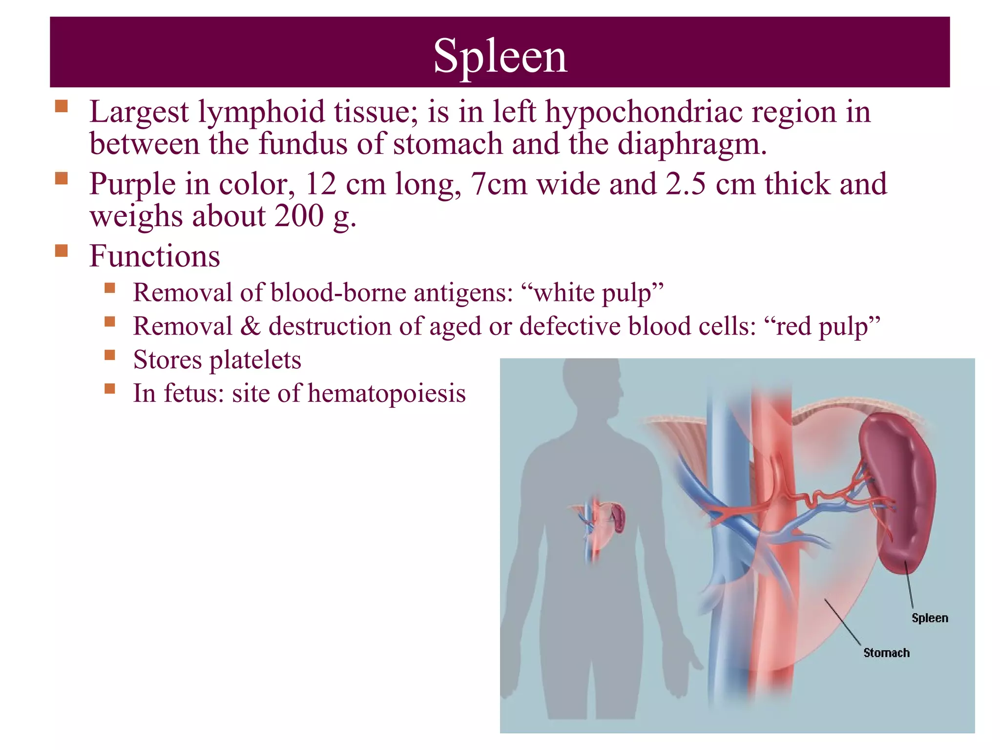 Spleen
 Largest lymphoid tissue; is in left hypochondriac region in
between the fundus of stomach and the diaphragm.
 Purple in color, 12 cm long, 7cm wide and 2.5 cm thick and
weighs about 200 g.
 Functions
 Removal of blood-borne antigens: “white pulp”
 Removal & destruction of aged or defective blood cells: “red pulp”
 Stores platelets
 In fetus: site of hematopoiesis
 
