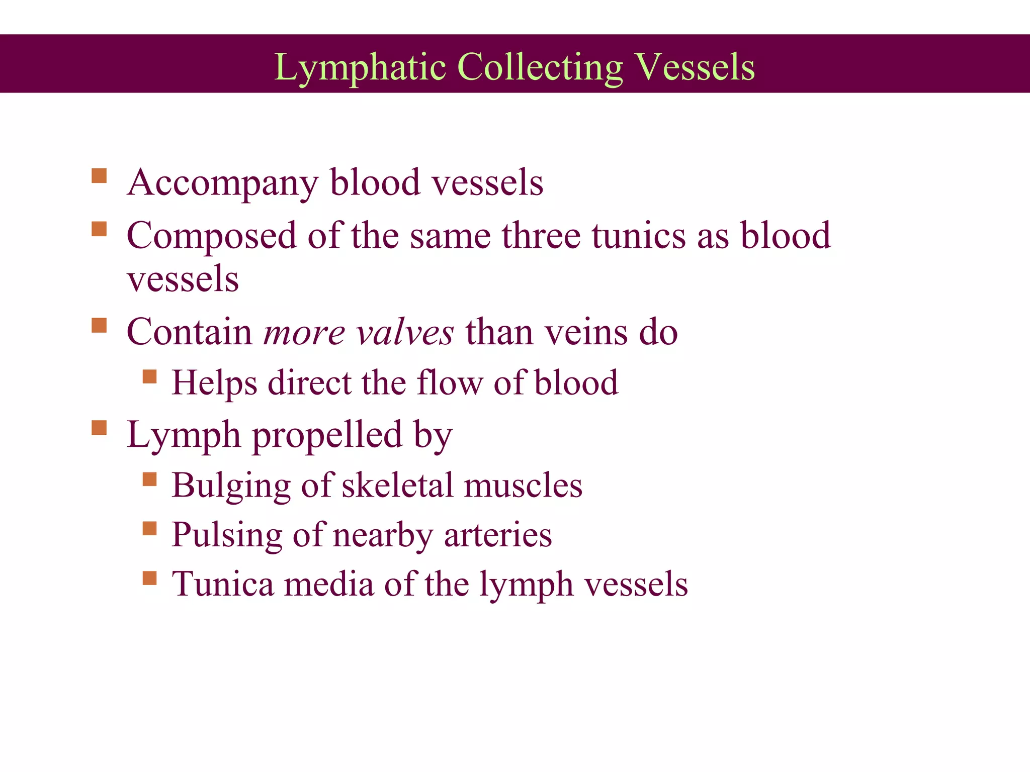 Lymphatic Collecting Vessels
 Accompany blood vessels
 Composed of the same three tunics as blood
vessels
 Contain more valves than veins do
 Helps direct the flow of blood
 Lymph propelled by
 Bulging of skeletal muscles
 Pulsing of nearby arteries
 Tunica media of the lymph vessels
 