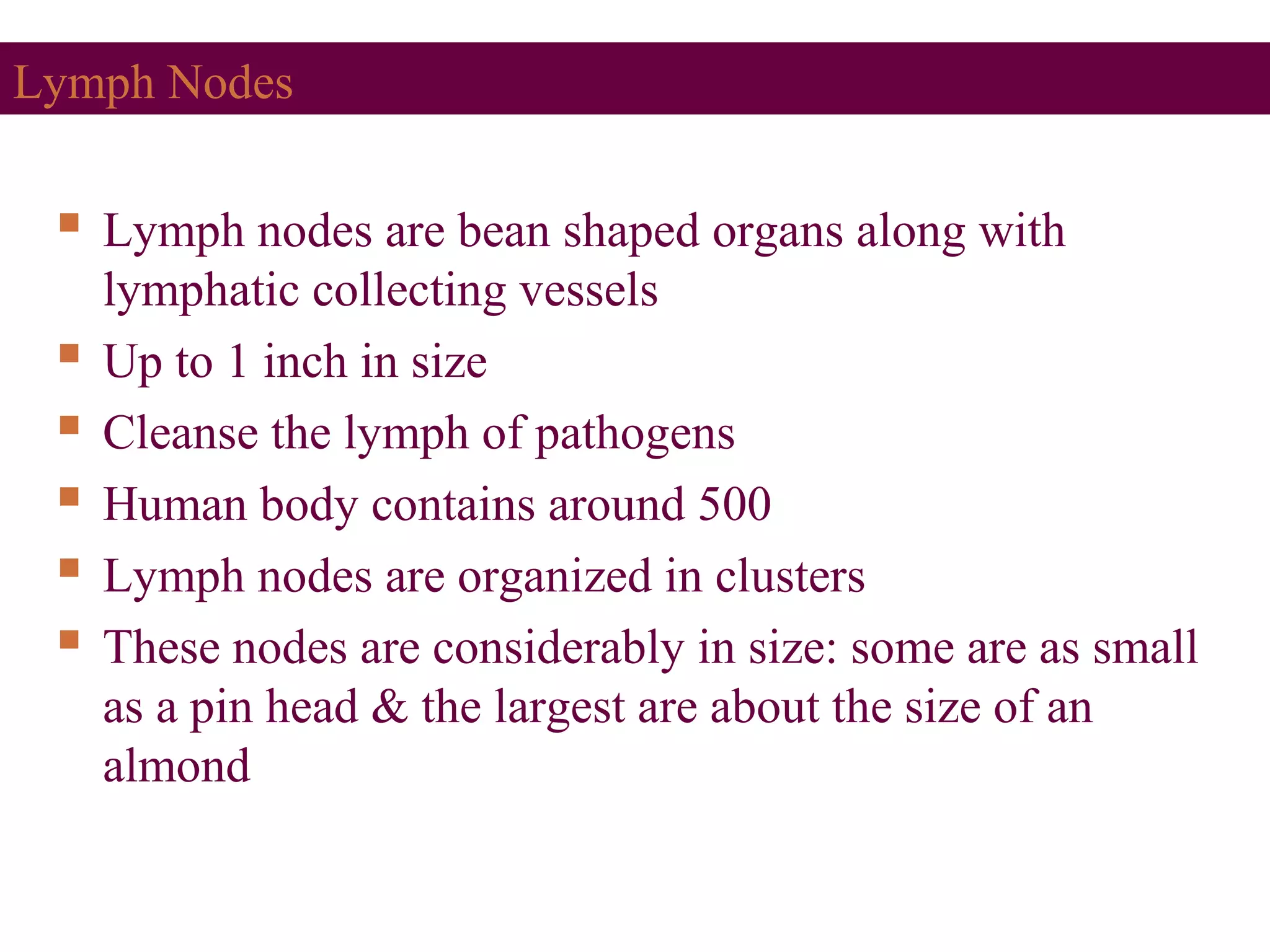 Lymph Nodes
 Lymph nodes are bean shaped organs along with
lymphatic collecting vessels
 Up to 1 inch in size
 Cleanse the lymph of pathogens
 Human body contains around 500
 Lymph nodes are organized in clusters
 These nodes are considerably in size: some are as small
as a pin head & the largest are about the size of an
almond
 