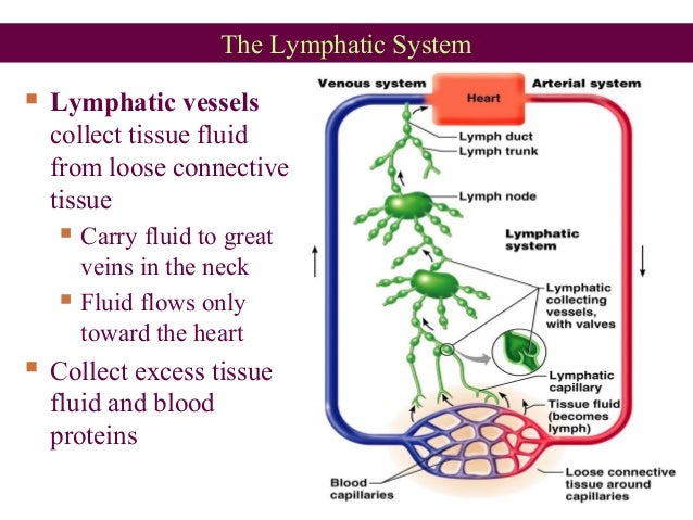 Anatomy Of Lymphatic System Ppt