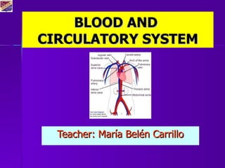 BLOOD AND  CIRCULATORY SYSTEM Teacher: María Belén Carrillo 