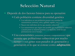 Selección Natural Depende de dos factores básicos para su operación: Cada población contiene diversidad genética Los individuos en una población poseen una cantidad de características (estatura, color, agilidad, rapidez, etc.). Nacen más individuos de los que pueden sobrevivir.  Las características que hagan más posible que la generación sobreviva y pueda pasar su material genético a la siguiente, serán las que permaneceran con el tiempo. Una característica  (estructura, proceso, comportamiento)  que permite que poblaciones sobrevivan por mucho tiempo y sus genes sean pasados de generación a generación es lo que se conoce como  adaptación . 