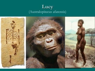 Lucy (Australopitecus afarensis) 