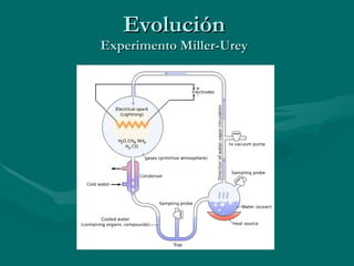 Evolución Experimento Miller-Urey 