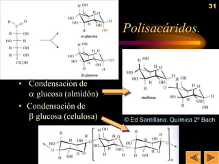 31


                         Polisacáridos.



• Condensación de
   glucosa (almidón)
• Condensación de
   glucosa (celulosa)   © Ed Santillana. Química 2º Bach.




                                                  31
 