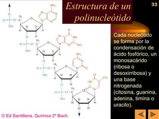 33
                               Estructura de un
                                 polinucleótido
                                          Cada nucleótido
                                          se forma por la
                                          condensación de
                                          ácido fosfórico, un
                                          monosacárido
                                          (ribosa o
                                          desoxirribosa) y
                                          una base
                                          nitrogenada
                                          (citosina, guanina,
                                          adenina, timina o
                                          uracilo).
                                                      33
© Ed Santillana. Química 2º Bach.
 