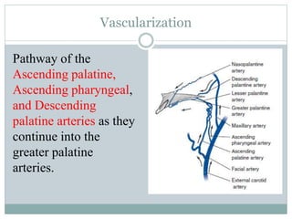 Vascularization
Pathway of the
Ascending palatine,
Ascending pharyngeal,
and Descending
palatine arteries as they
continue into the
greater palatine
arteries.
 