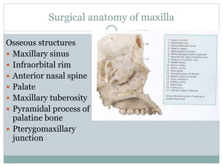 Surgical anatomy of maxilla
Osseous structures
 Maxillary sinus
 Infraorbital rim
 Anterior nasal spine
 Palate
 Maxillary tuberosity
 Pyramidal process of
palatine bone
 Pterygomaxillary
junction
 