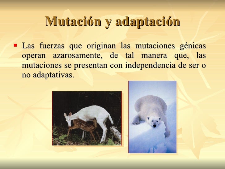 10 Mecanismos De EvolucióN MutacióN 2