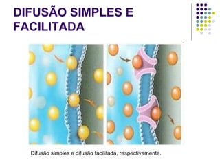 DIFUSÃO SIMPLES E
FACILITADA
Difusão simples e difusão facilitada, respectivamente.
 