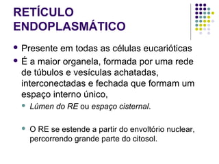 RETÍCULO
ENDOPLASMÁTICO
 Presente em todas as células eucarióticas
 É a maior organela, formada por uma rede
de túbulos e vesículas achatadas,
interconectadas e fechada que formam um
espaço interno único,
 Lúmen do RE ou espaço cisternal.
 O RE se estende a partir do envoltório nuclear,
percorrendo grande parte do citosol.
 