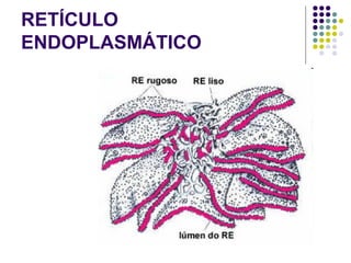 RETÍCULO
ENDOPLASMÁTICO
 