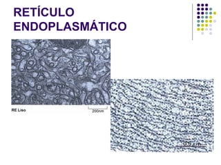 RETÍCULO
ENDOPLASMÁTICO
 