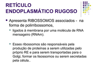 RETÍCULO
ENDOPLASMÁTICO RUGOSO
 Apresenta RIBOSSOMOS associados - na
forma de polirribossomos,
 ligados à membrana por uma molécula de RNA
mensageiro (RNAm).
 Esses ribossomos são responsáveis pela
produção de proteínas a serem utilizadas pelo
próprio RE e para serem transportadas para o
Golgi, formar os lisossomos ou serem secretadas
pela célula..
 