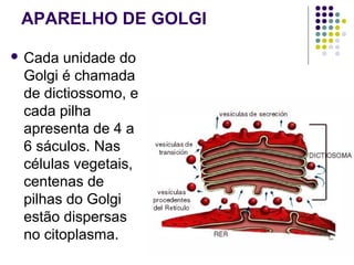APARELHO DE GOLGI
 Cada unidade do
Golgi é chamada
de dictiossomo, e
cada pilha
apresenta de 4 a
6 sáculos. Nas
células vegetais,
centenas de
pilhas do Golgi
estão dispersas
no citoplasma.
 