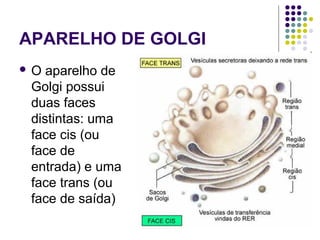APARELHO DE GOLGI
 O aparelho de
Golgi possui
duas faces
distintas: uma
face cis (ou
face de
entrada) e uma
face trans (ou
face de saída)
 